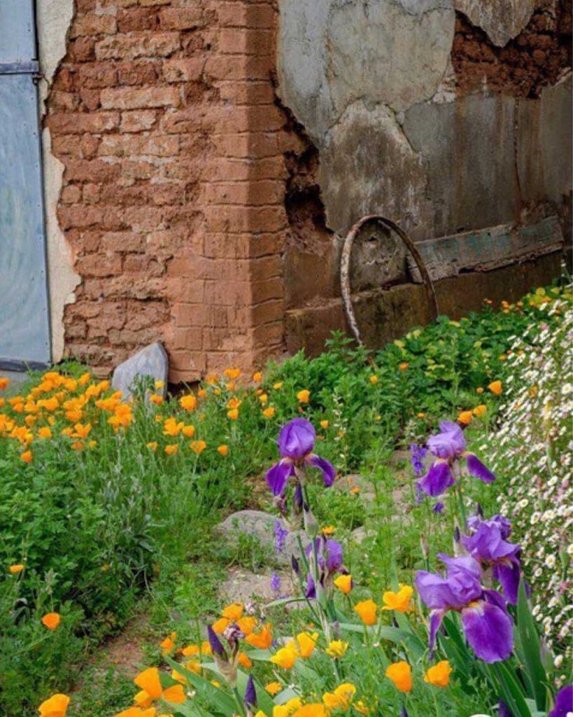 wildflower guide