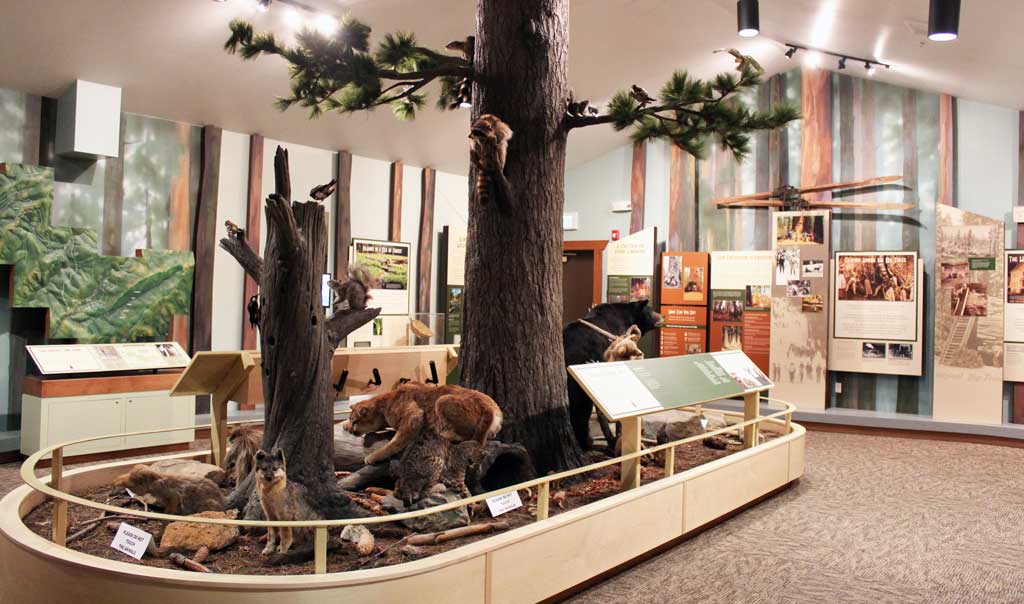 Calaveras Big Trees State Park where the giant sequoias were discovered