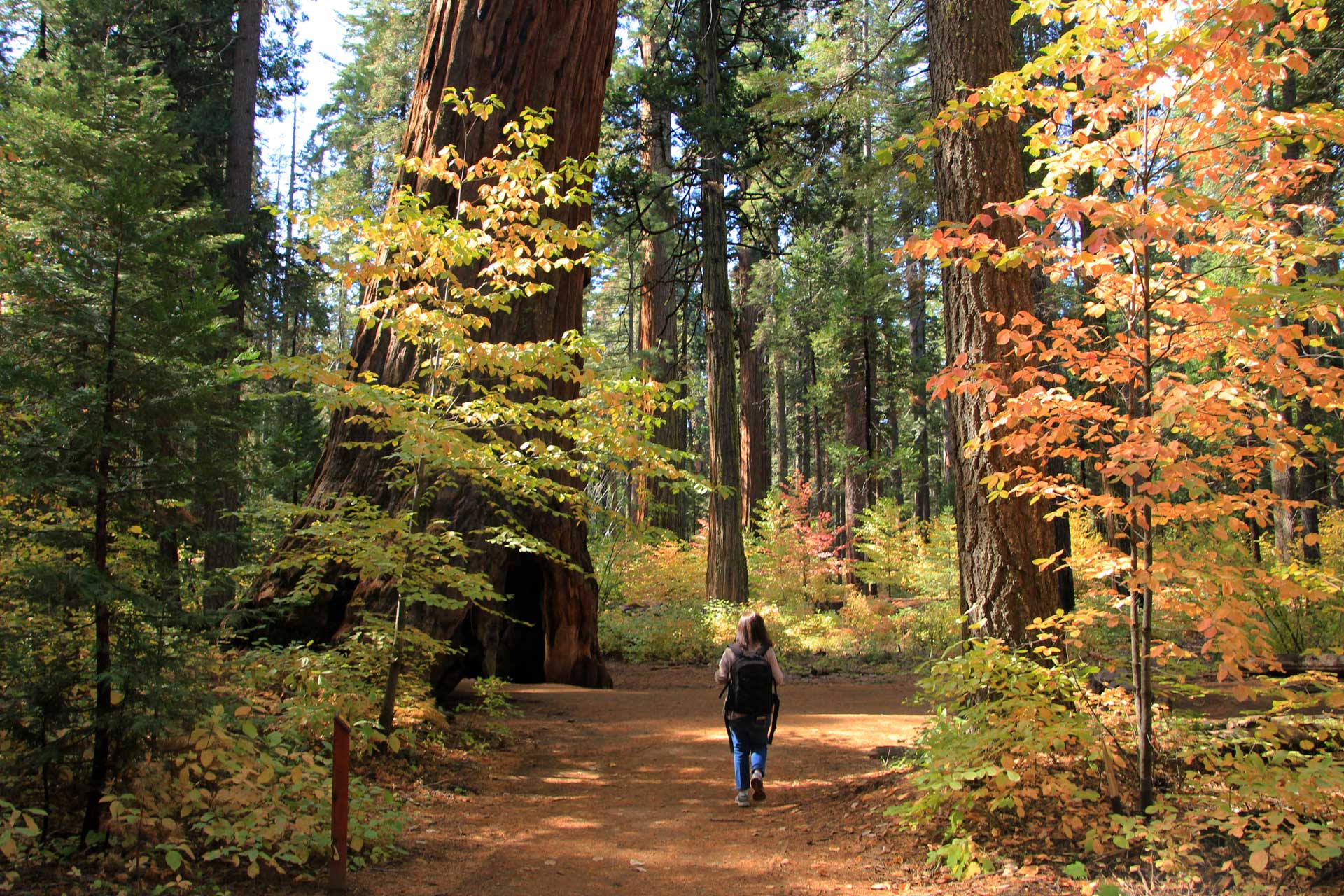 Calaveras Big Trees State Park where the giant sequoias were discovered