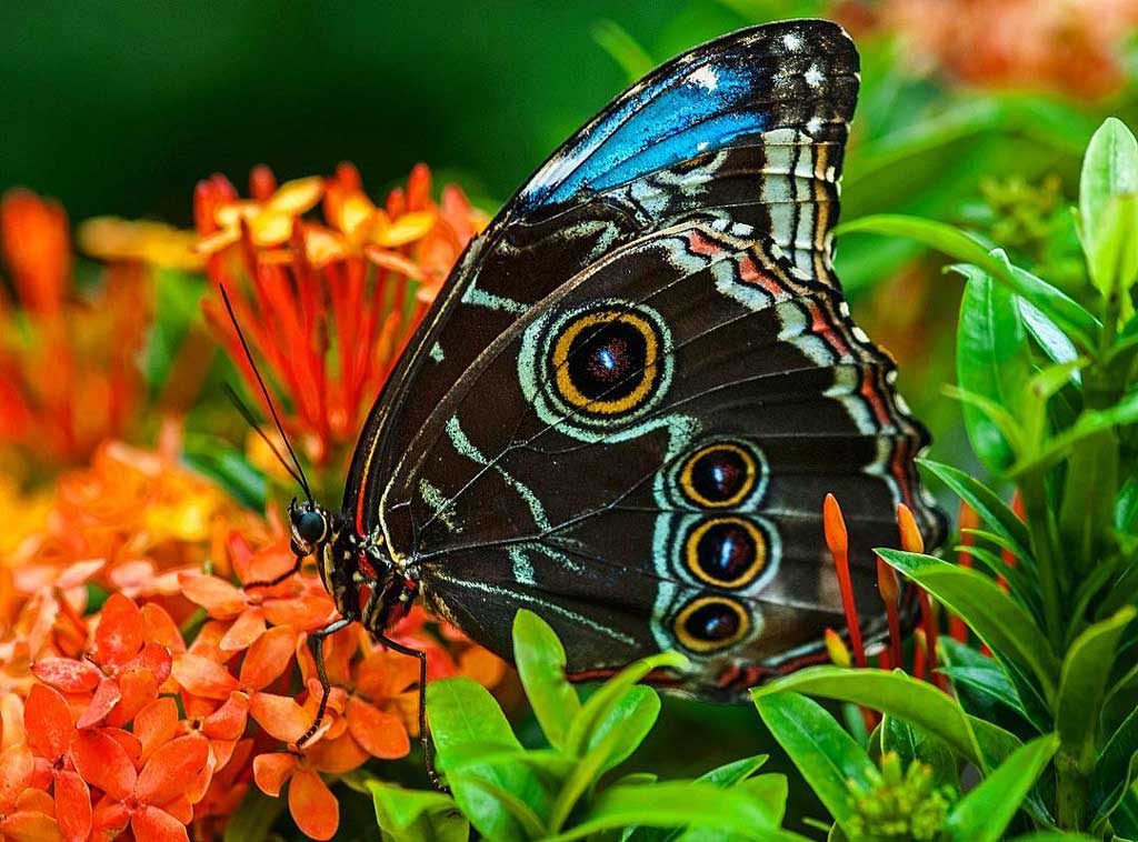 Earth Day, Earth DAy 2019, Earth Day activities, Butterfly Count, New Melones