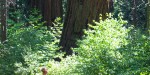 Calaveras Big Trees State Park