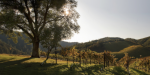 Dragone_vineyard