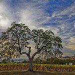 Twisted Oak Winery sunset