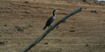 cormorant