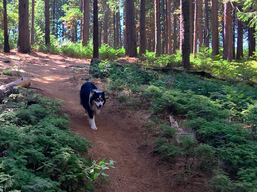 Arnold Rim Trail by Lisa Boulton