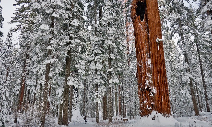 Calaveras Big Trees State Park by Dave Bunnell