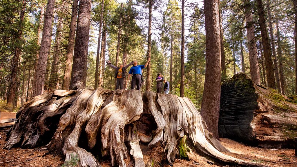 Calaveras Big Trees State Park