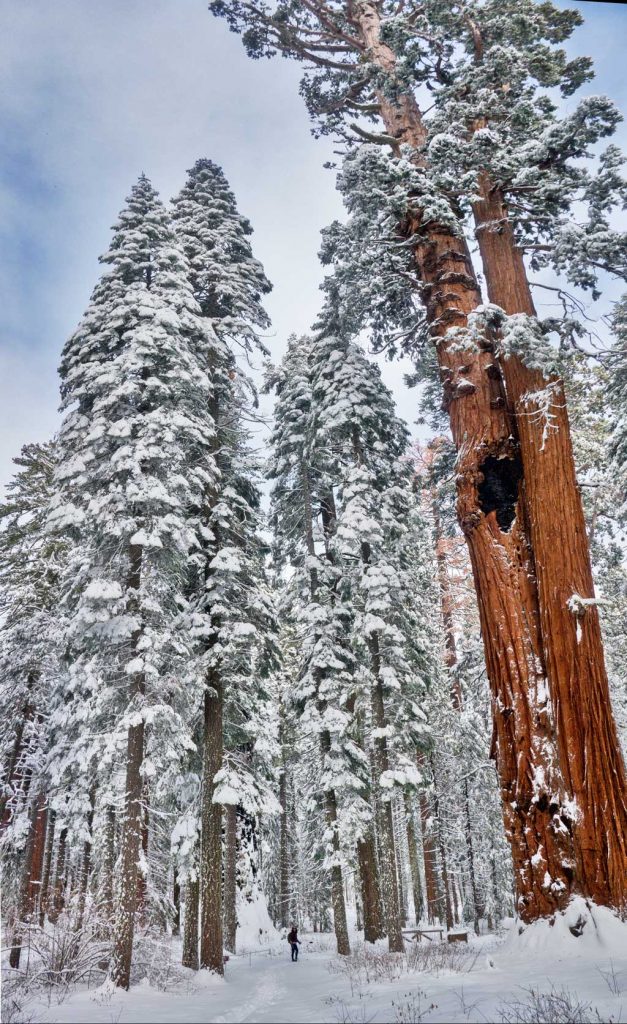 Calaveras Big Trees State Park