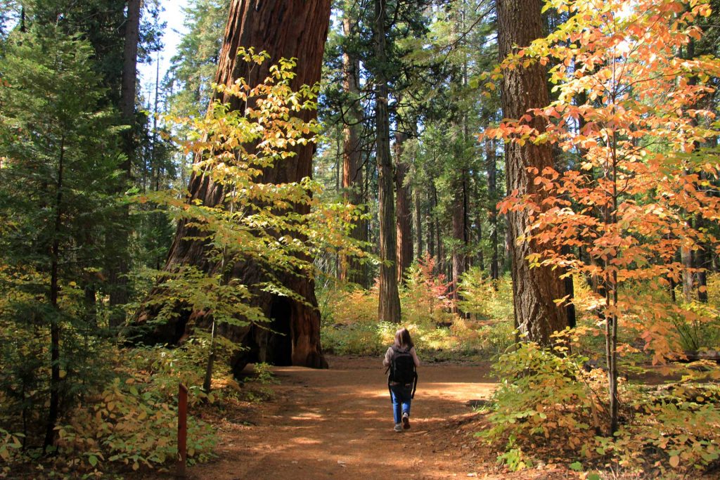 Calaveras Big Trees State Park