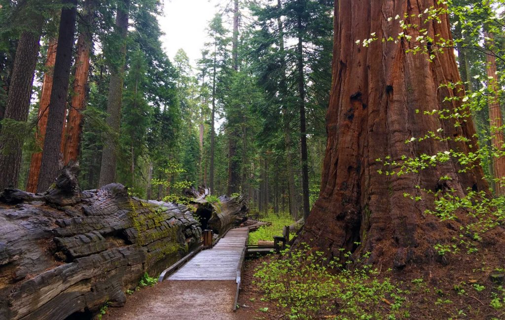 Calaveras Big Trees State Park | Lisa Boulton