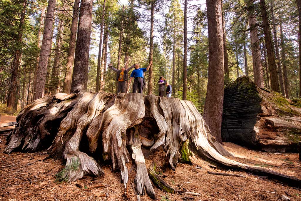 Big Stump, Calaveras Big Trees State Park | Menka Belgal