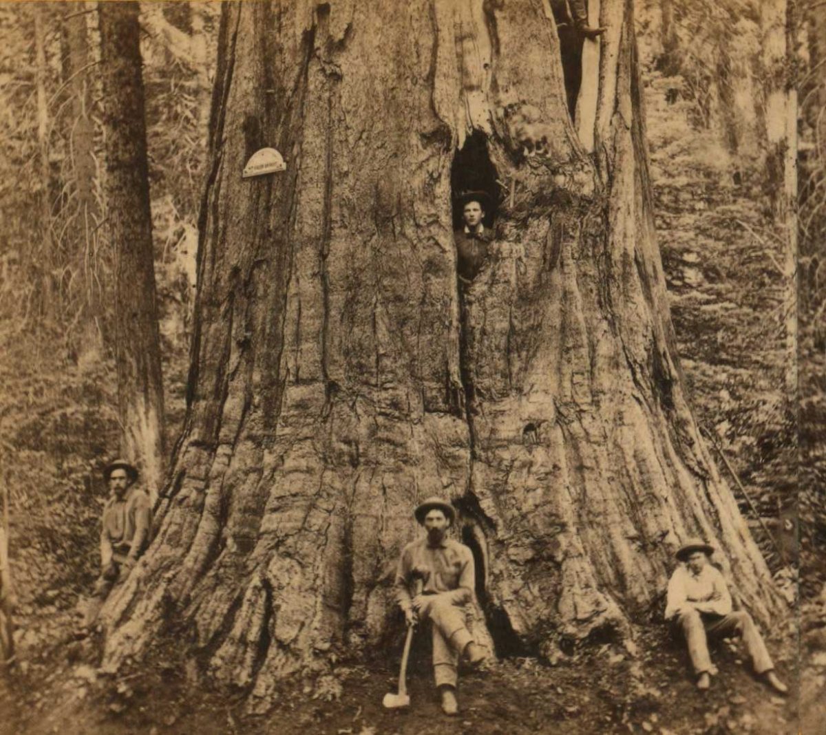 Arnold's History & Culture: Calaveras Big Trees 1866