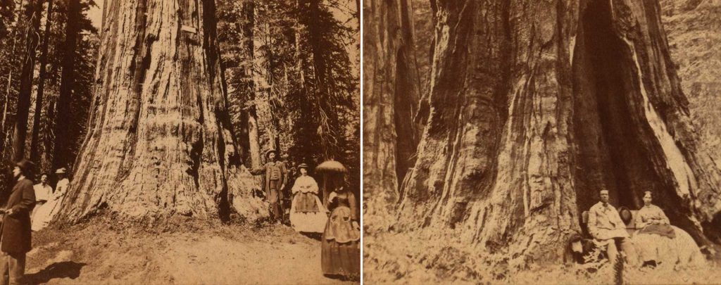 Arnold's History & Culture: Calaveras Big Trees