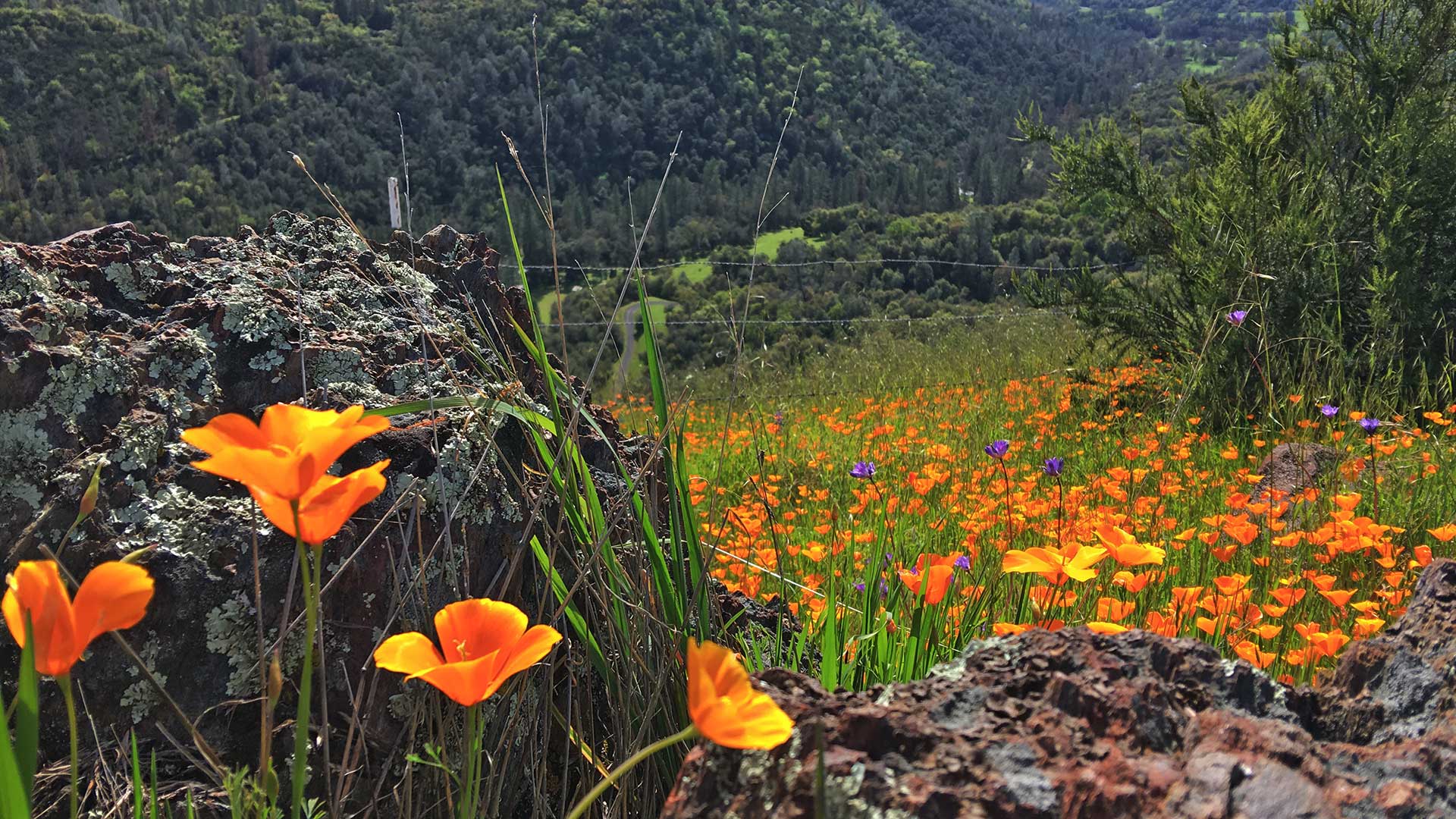 Discover Calaveras Mountain Ranch, San Andreas, & West Point