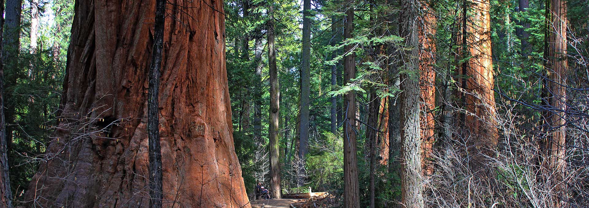 Calaveras Big Trees State Park North Grove