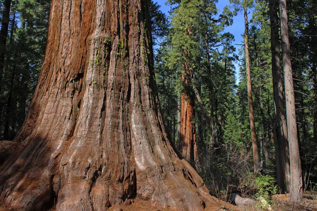 Arnold: Ebbetts Pass National Scenic Byway