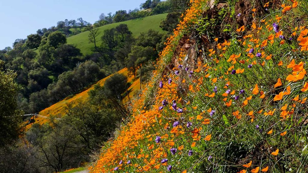 Mokelumne River Canyon | Barry Boulton