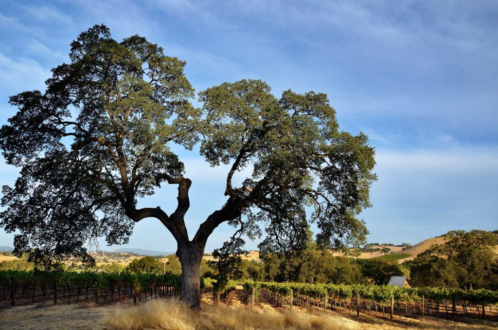 Twisted Oak Winery Vineyard