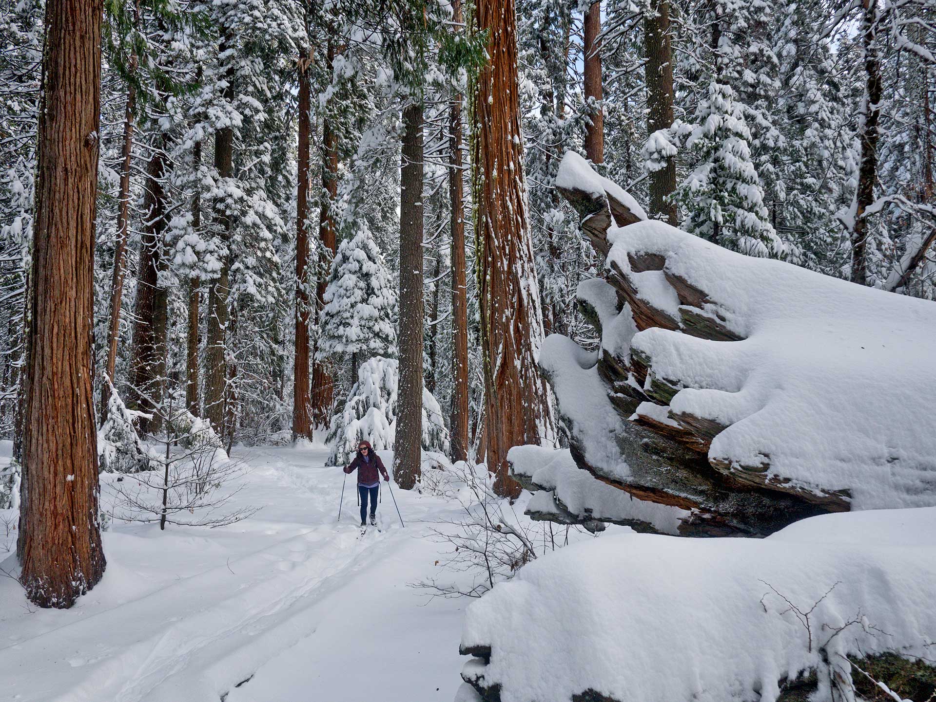Calaveras Big Trees State Park in Winter | Dave Bunnell
