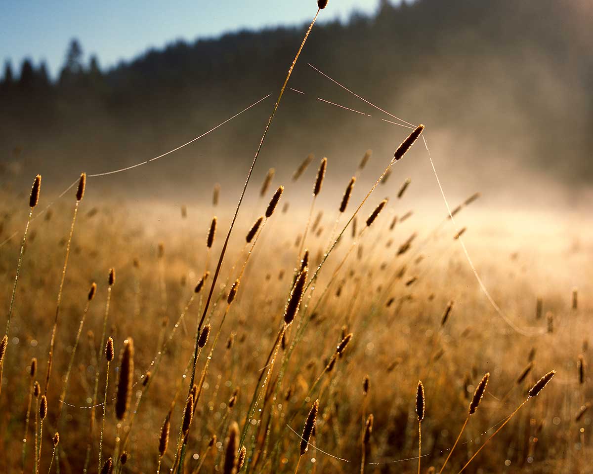 Fall colors: meadow | Jason B Smith