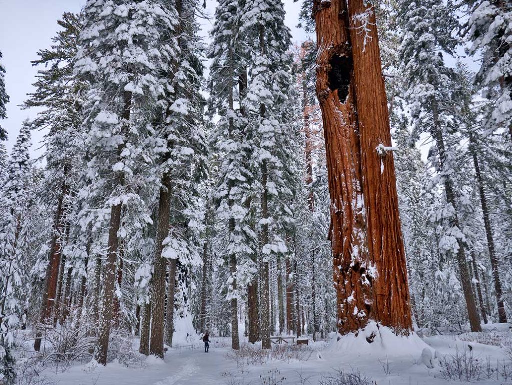 Calaveras Winter Itineraries: Snowshoe at Calaveras big Trees | Dave Bunnell