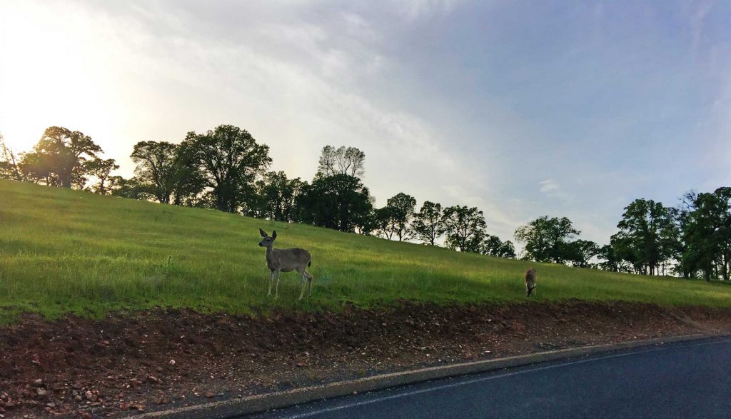 Deer at New Hogan Lake