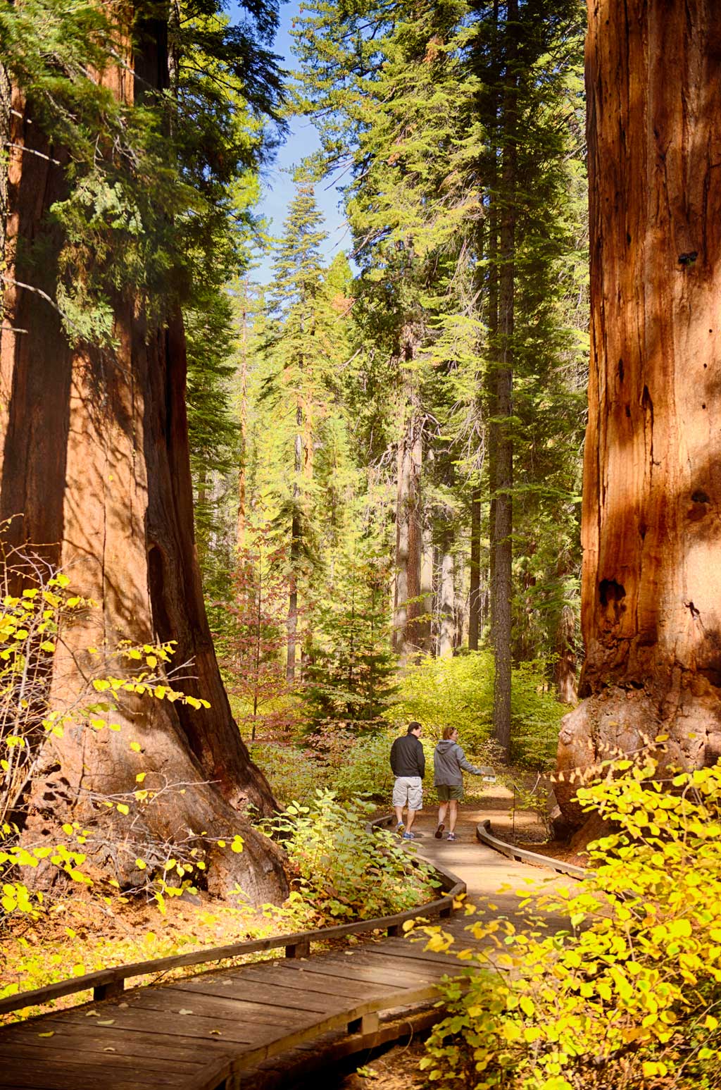 Attractions: Calaveras Big Trees State Park | Menka Belgal