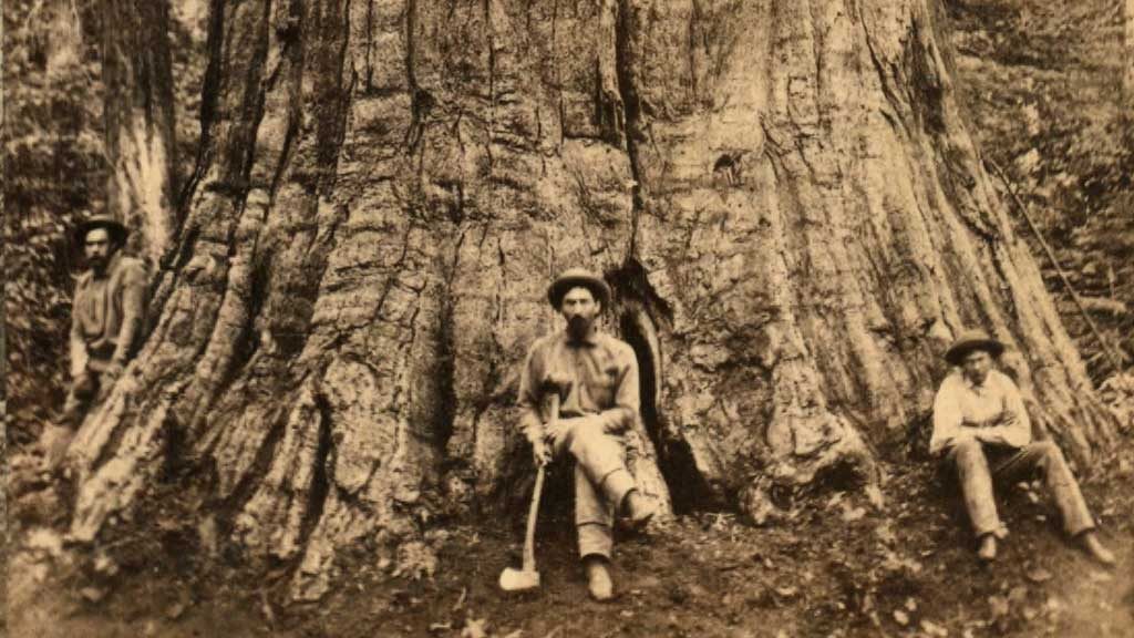 Calaveras Big Trees State Park - historic photo