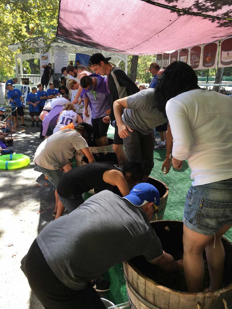 Oldest Grape Stomp, Longest Running Grape Stomp, Calaveras Grape Stomp