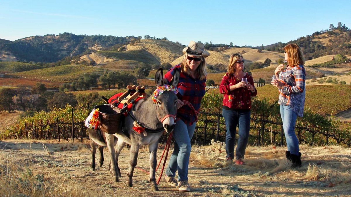 Agritourism Aloria Wines Half Ass Adventures donkey tour