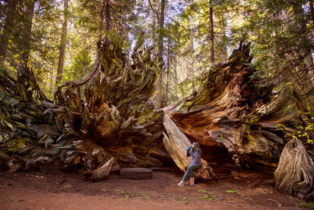 Calaveras Big Trees,