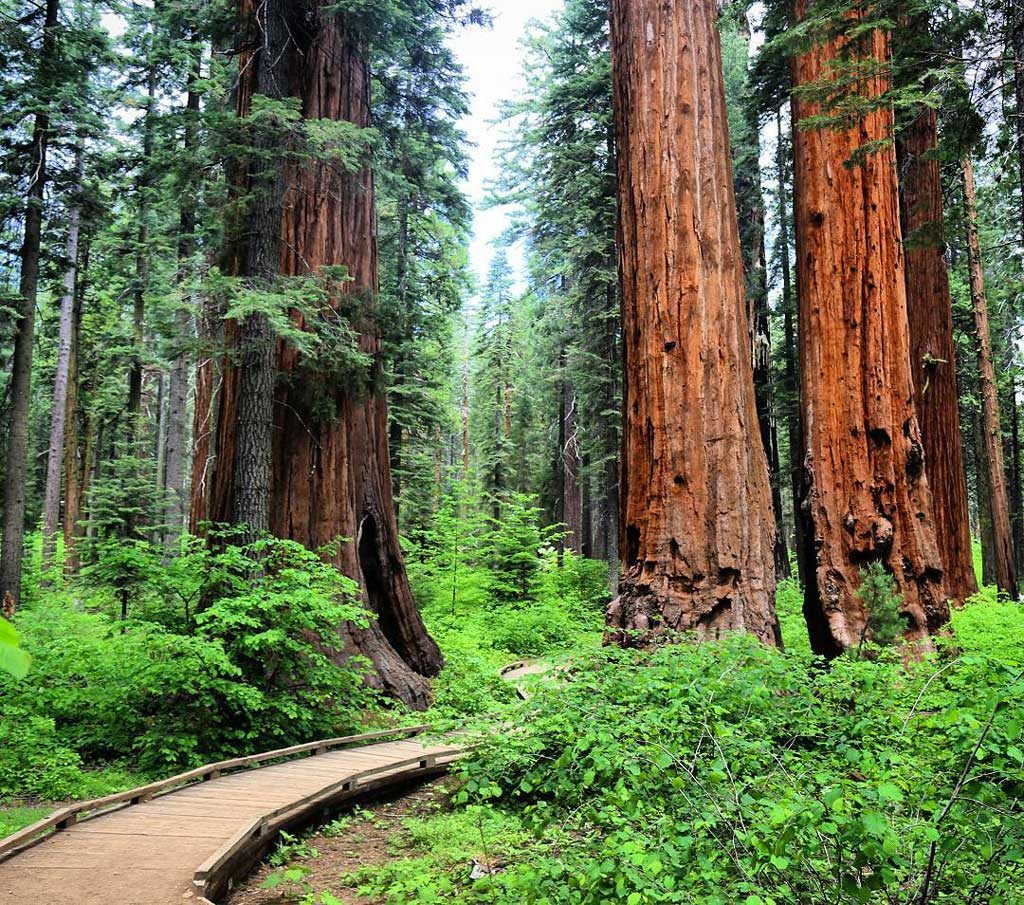 Sequoia national park mountain biking 2025