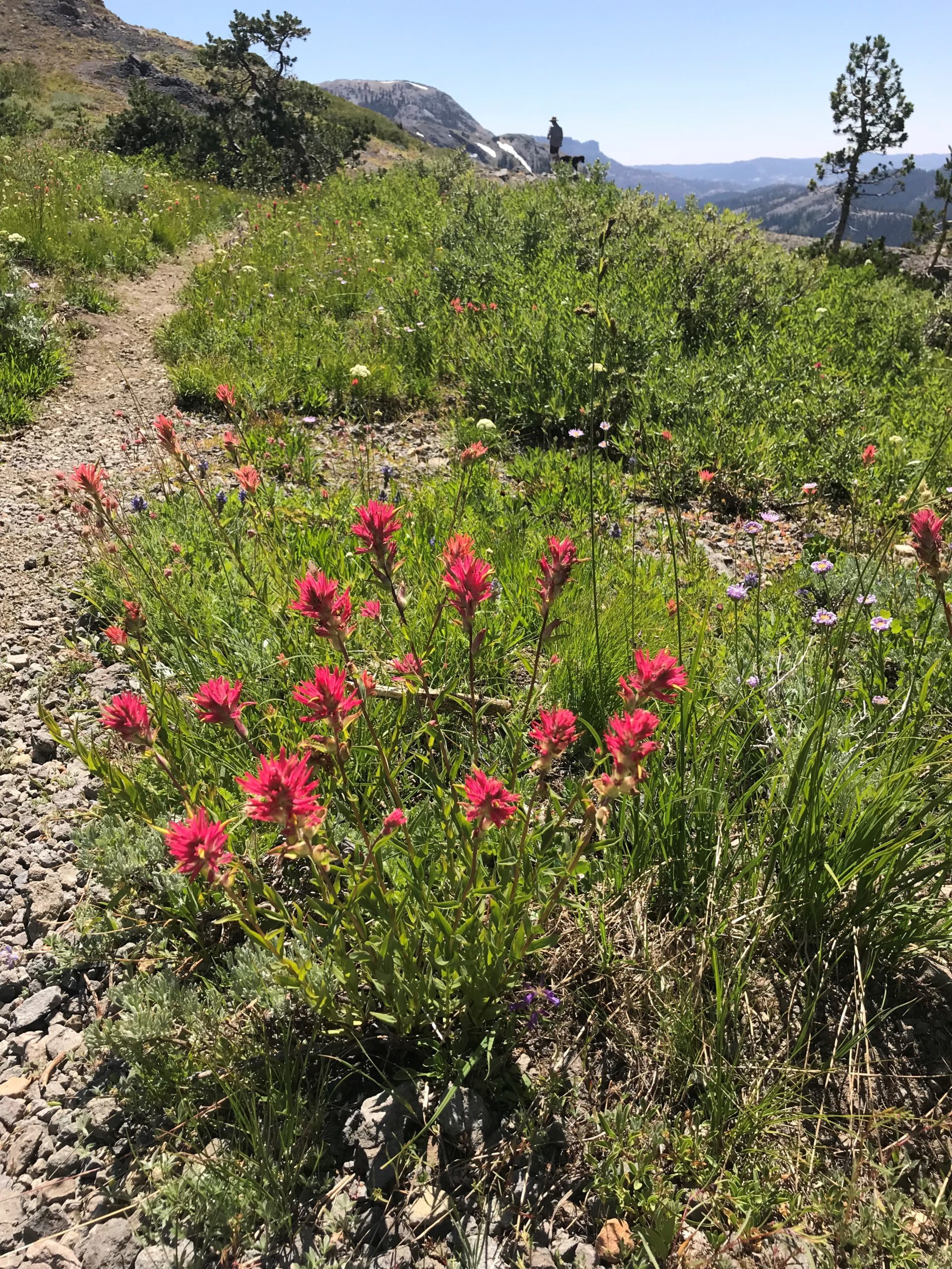 https://www.gocalaveras.com/wp-content/uploads/2019/04/Higher-Elevation-Wildflowers-3162021-1-scaled-e1615936453894.jpg