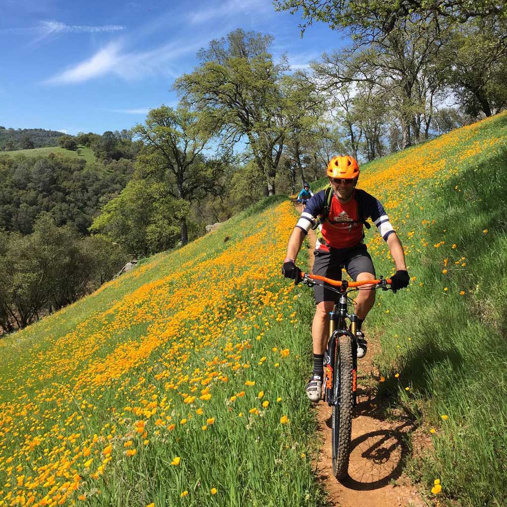 New Melones, Angels Camp, Wildflowers, Calaveras County Wildflowers, New Melones Bike Trail, Mountain Bike Trail, Mountain Biking, Angels Camp