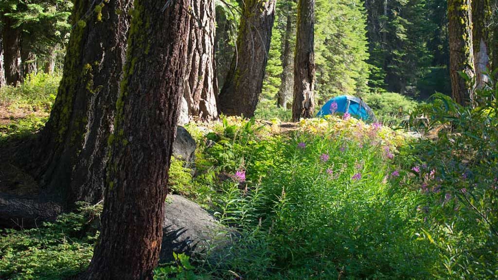 Stanislaus National Forest, Mountain Biking, Mountain Bike, Camping, High Sierra, Wildflowers