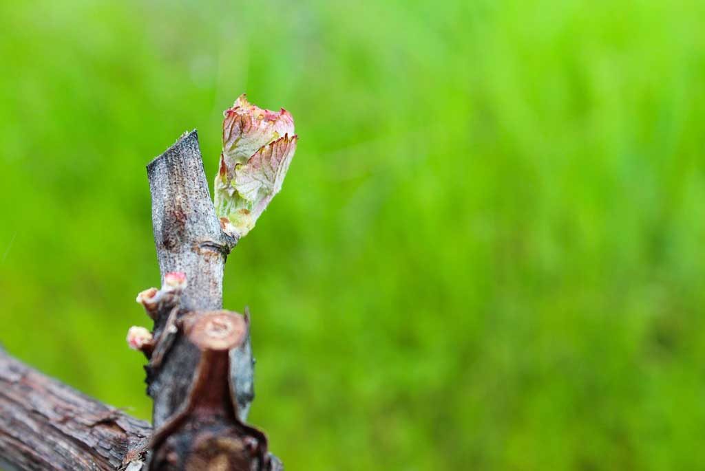 May in Calaveras County, May in Calaveras, Calaveras Wine, Calaveras Winegrape Alliance, Vineyard