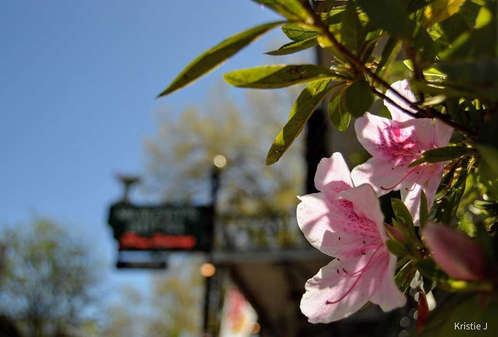 May in Calaveras County, May in Calaveras, Murphys, Murphys CA