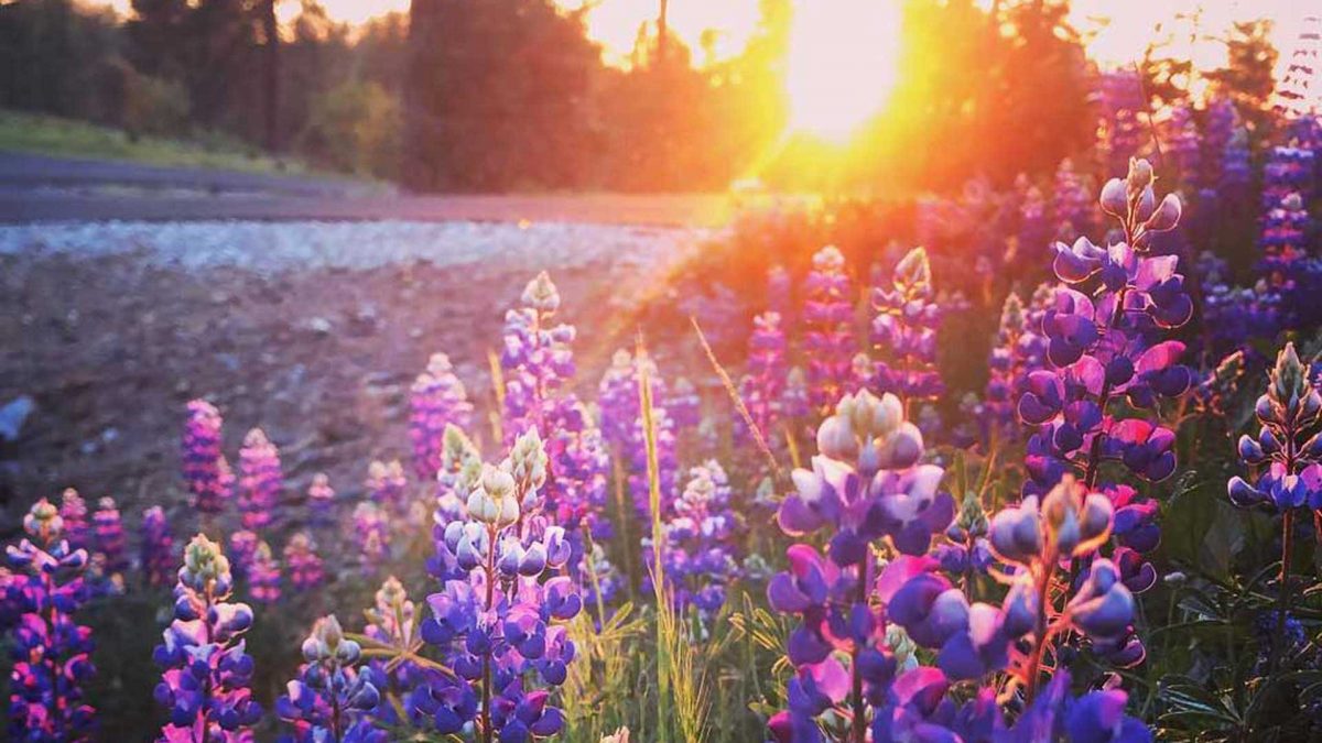 May in Calaveras, May in Calaveras County