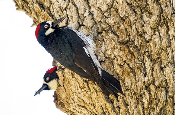 Acorn Woodpecker by Barry Boulton