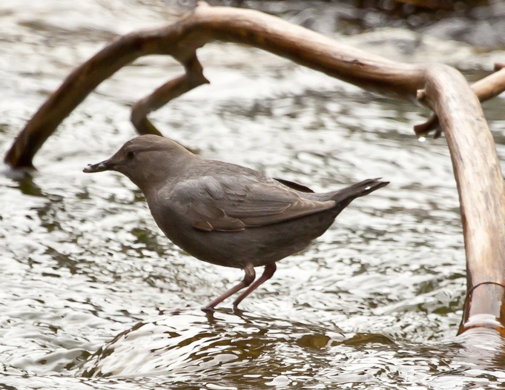 American Dipper by John Turner