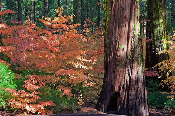 Calaveras Big Trees fall color