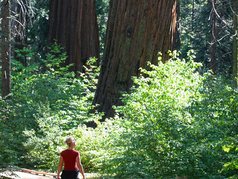 Calaveras Big Trees State Park