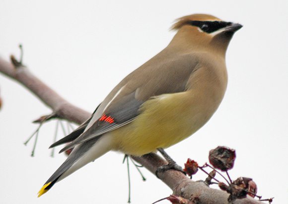 Cedar Waxwing by Barry Boulton