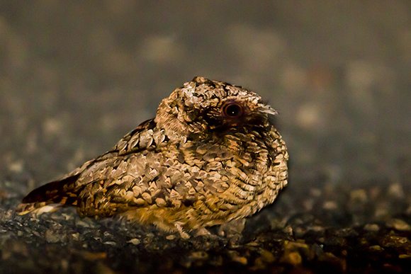 Common Poorwill by Peggy Sells