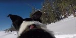 Lily the dog on ski trails in Calaveras County