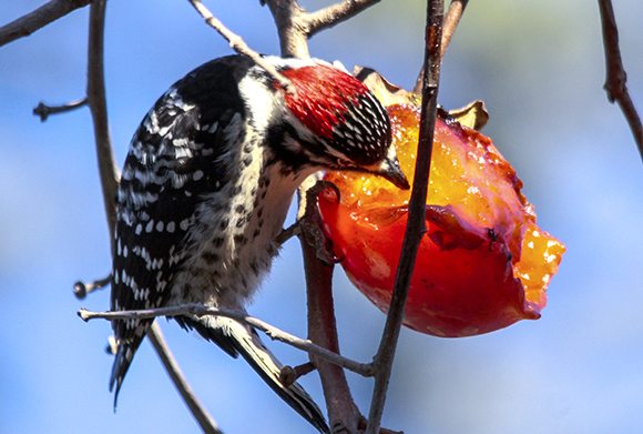 Nuttall's Woodpecker by Barry Boulton