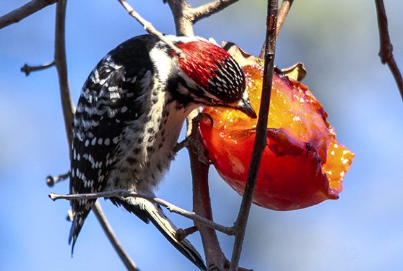 Nuttall's Woodpecker by Barry Boulton