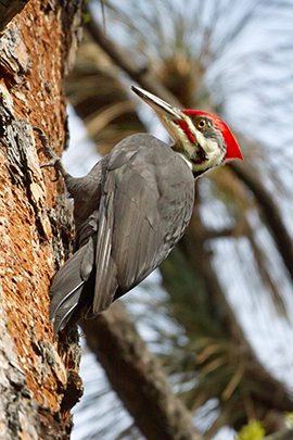 Pileated Woodpecker - Peggy Sells