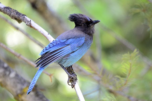 Steller's Jay by Barry Boulton