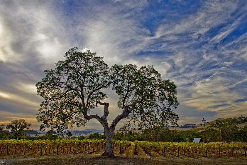 Twisted Oak Winery, Vallecito, Calaveras County